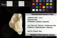 Foto (Objket + Etiketten) von Decapoda indet. 